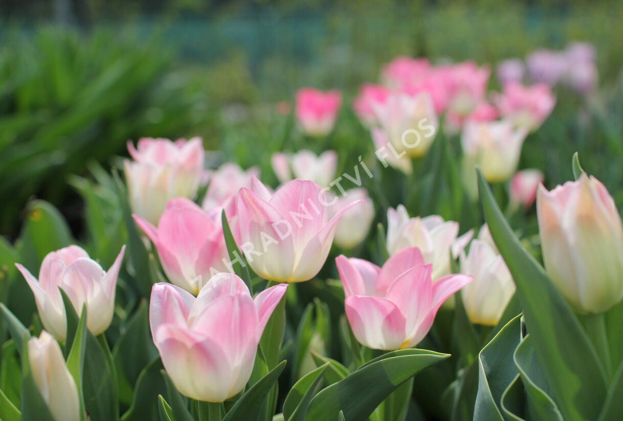 Tulipán Triumph 'Dynasty' - Tulipa Triumph 'Dynasty'