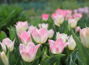 Tulipán Triumph 'Dynasty' - Tulipa Triumph 'Dynasty'