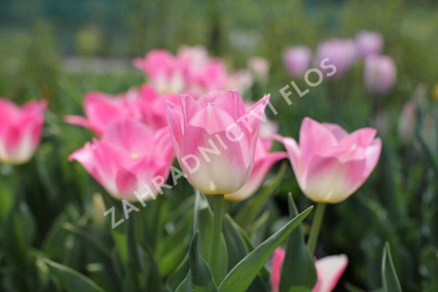 Tulipán Triumph 'Dynasty' - Tulipa Triumph 'Dynasty'