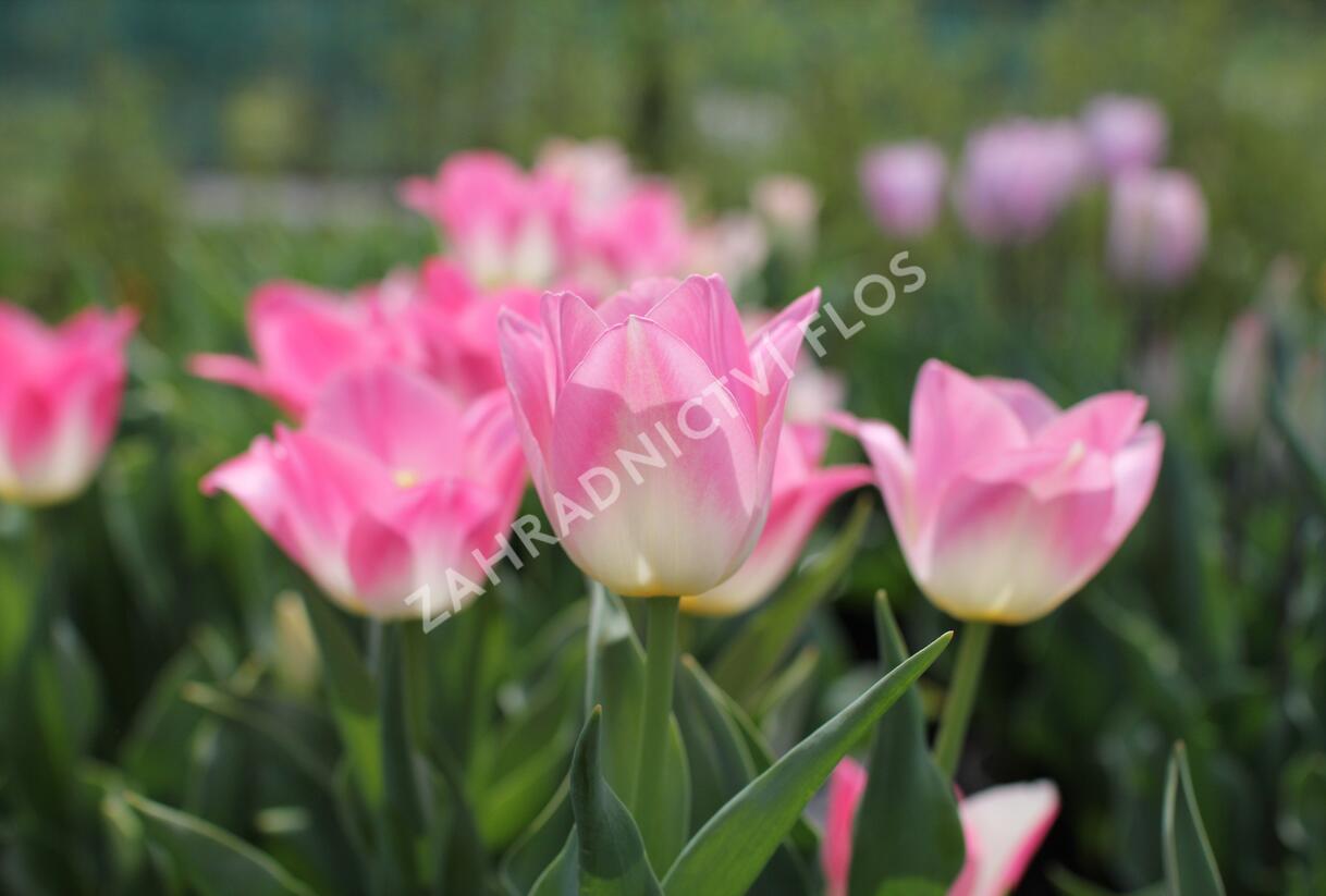 Tulipán Triumph 'Dynasty' - Tulipa Triumph 'Dynasty'