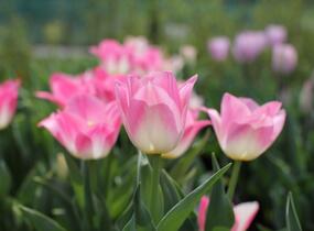 Tulipán Triumph 'Dynasty' - Tulipa Triumph 'Dynasty'