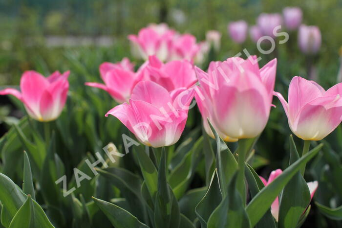 Tulipán Triumph 'Dynasty' - Tulipa Triumph 'Dynasty'