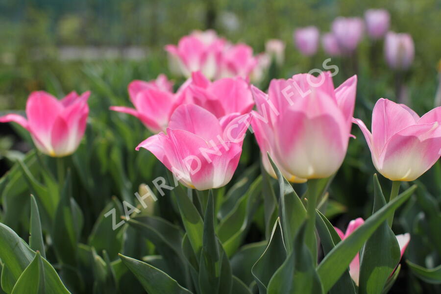 Tulipán Triumph 'Dynasty' - Tulipa Triumph 'Dynasty'