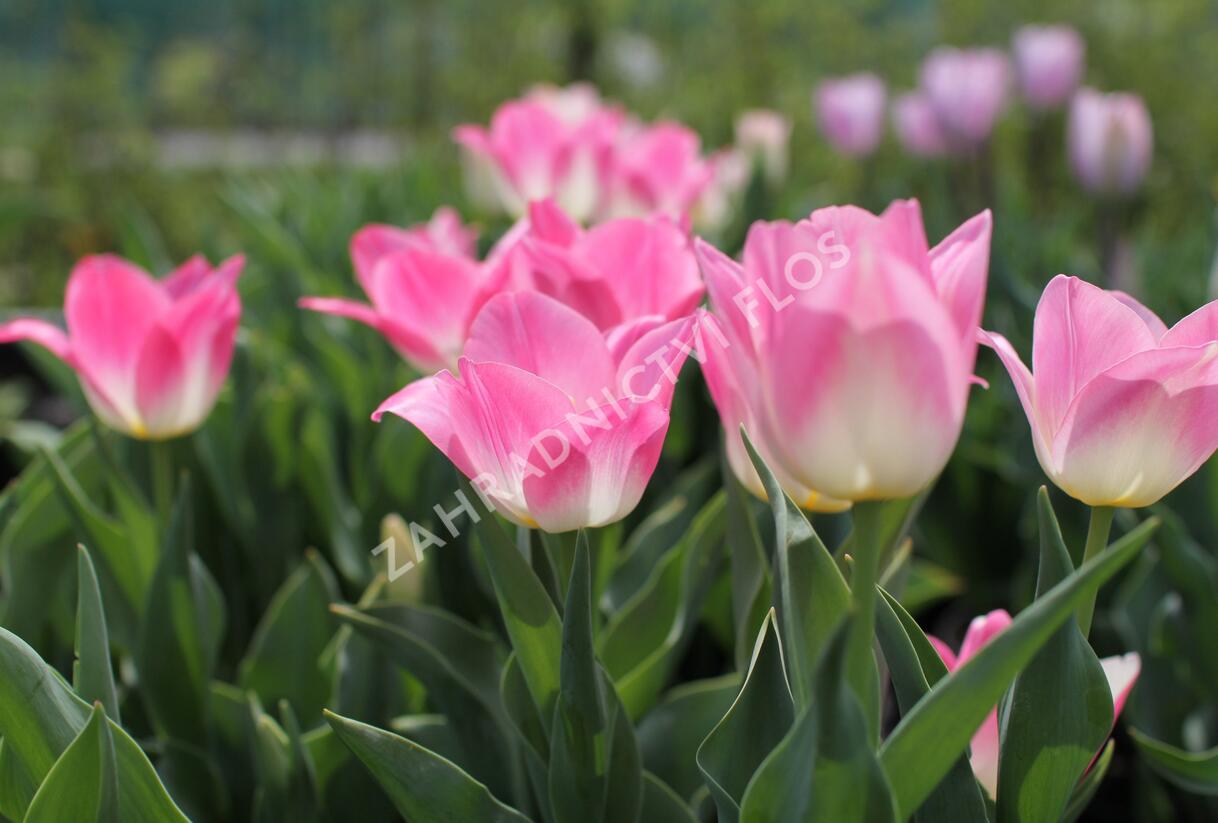 Tulipán Triumph 'Dynasty' - Tulipa Triumph 'Dynasty'