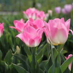 Tulipán Triumph 'Dynasty' - Tulipa Triumph 'Dynasty'