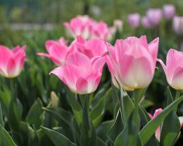 Tulipán Triumph 'Dynasty'