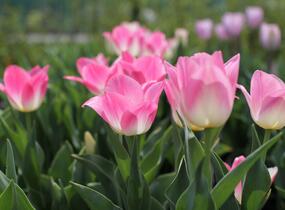 Tulipán Triumph 'Dynasty' - Tulipa Triumph 'Dynasty'