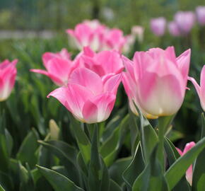 Tulipán Triumph 'Dynasty' - Tulipa Triumph 'Dynasty'