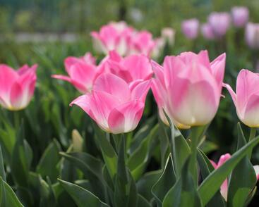 Tulipán Triumph 'Dynasty'