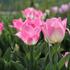 Tulipa Triumph 'Dynasty'_04.JPG