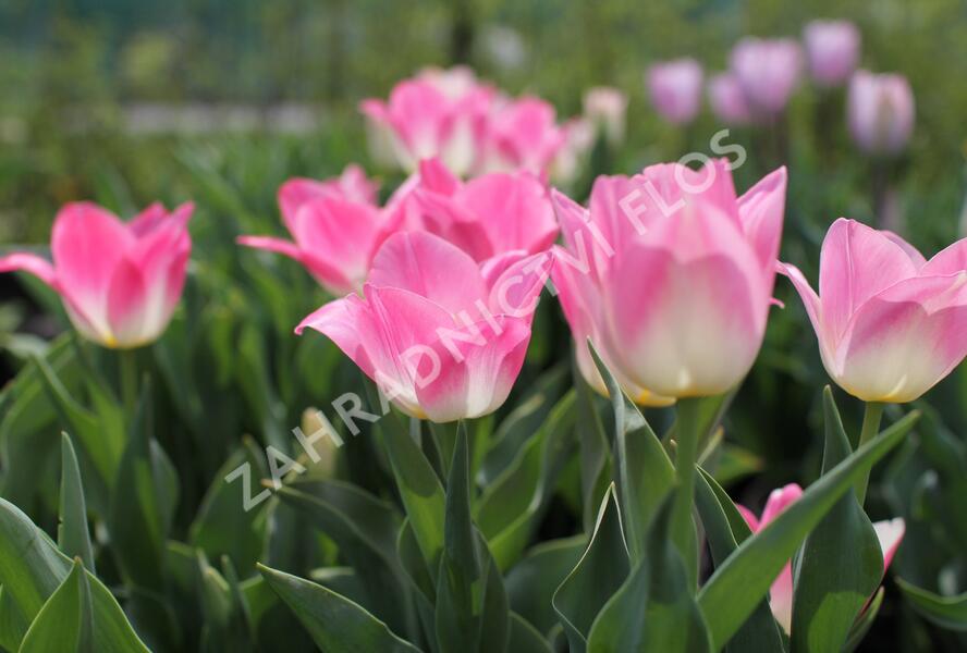 Tulipán Triumph 'Dynasty' - Tulipa Triumph 'Dynasty'