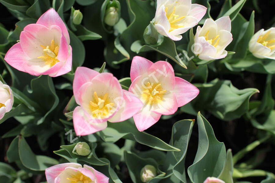 Tulipán Triumph 'Dynasty' - Tulipa Triumph 'Dynasty'