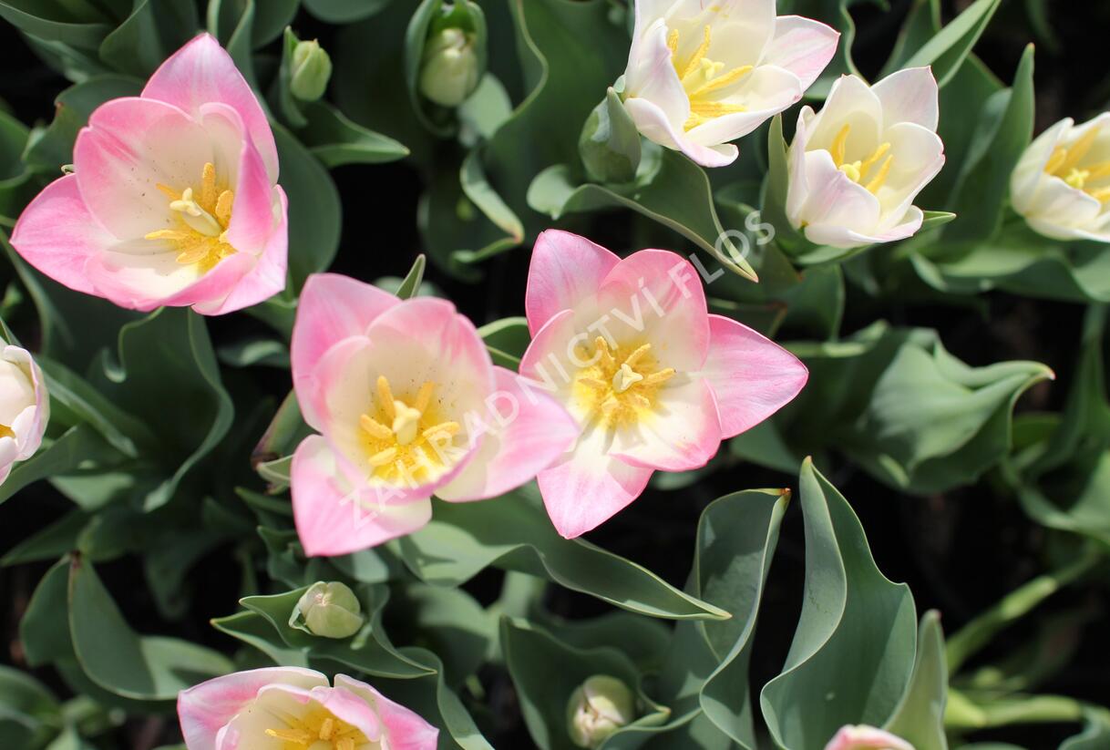 Tulipán Triumph 'Dynasty' - Tulipa Triumph 'Dynasty'