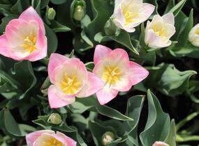 Tulipán Triumph 'Dynasty' - Tulipa Triumph 'Dynasty'