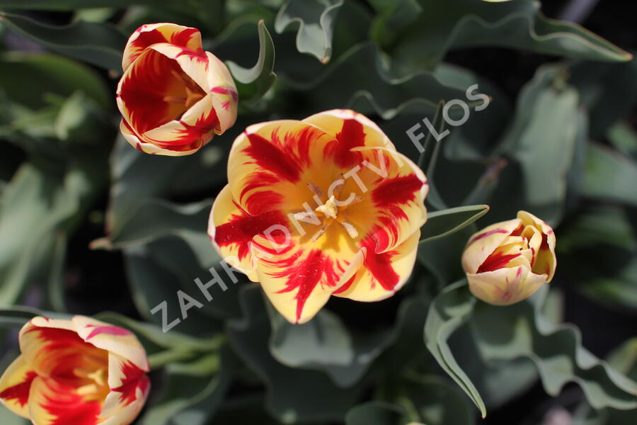 Tulipán Triumph 'Grand Perfection' - Tulipa Triumph 'Grand Perfection'