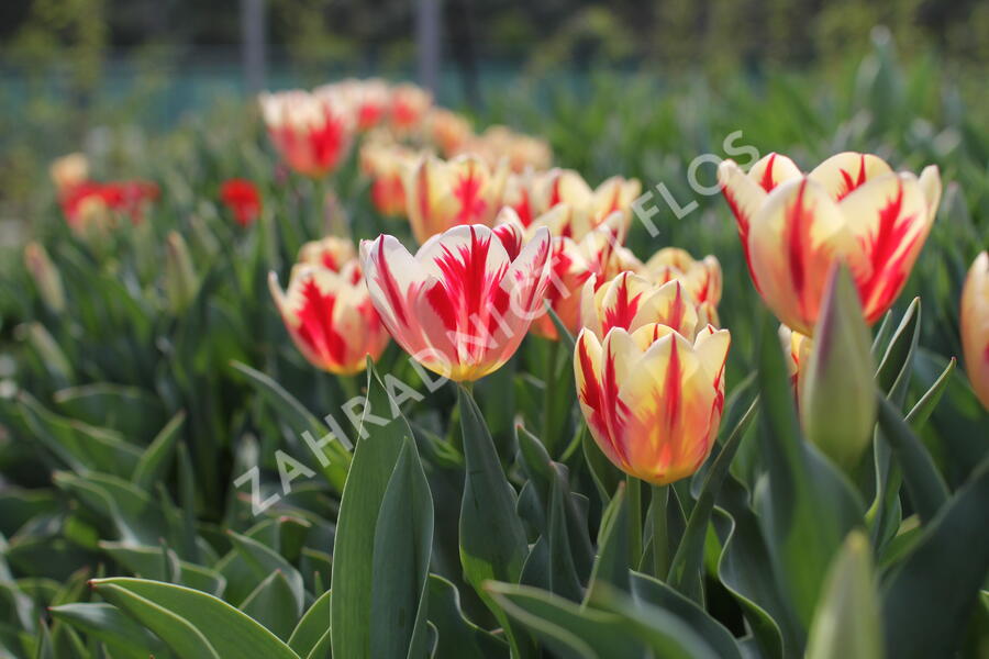 Tulipán Triumph 'Grand Perfection' - Tulipa Triumph 'Grand Perfection'