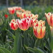 Tulipán Triumph 'Grand Perfection' - Tulipa Triumph 'Grand Perfection'