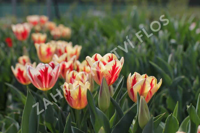 Tulipán Triumph 'Grand Perfection' - Tulipa Triumph 'Grand Perfection'