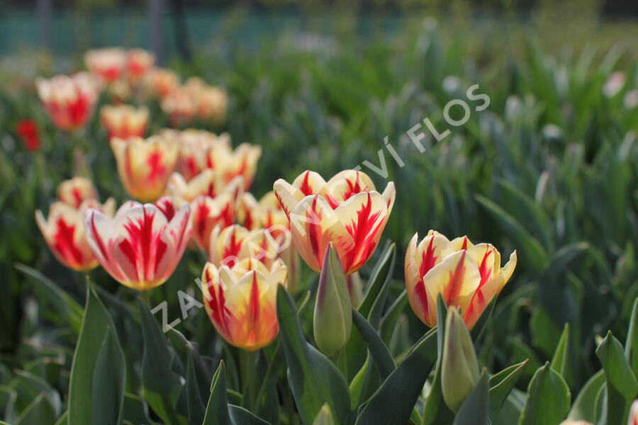 Tulipán Triumph 'Grand Perfection' - Tulipa Triumph 'Grand Perfection'