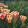Tulipán Triumph 'Grand Perfection' - Tulipa Triumph 'Grand Perfection'