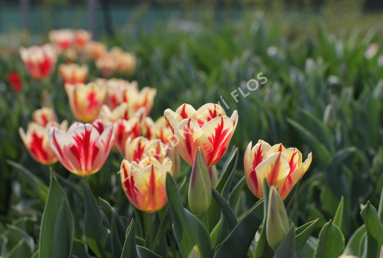 Tulipán Triumph 'Grand Perfection' - Tulipa Triumph 'Grand Perfection'