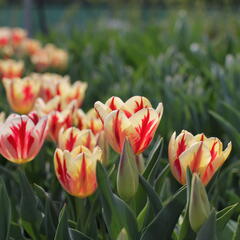 Tulipán Triumph 'Grand Perfection' - Tulipa Triumph 'Grand Perfection'