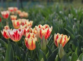 Tulipán Triumph 'Grand Perfection' - Tulipa Triumph 'Grand Perfection'