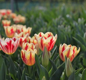 Tulipán Triumph 'Grand Perfection' - Tulipa Triumph 'Grand Perfection'
