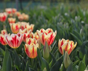 Tulipán Triumph 'Grand Perfection'