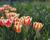 Tulipán Triumph 'Grand Perfection'