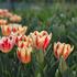 Tulipa Triumph 'Grand Perfection'.JPG