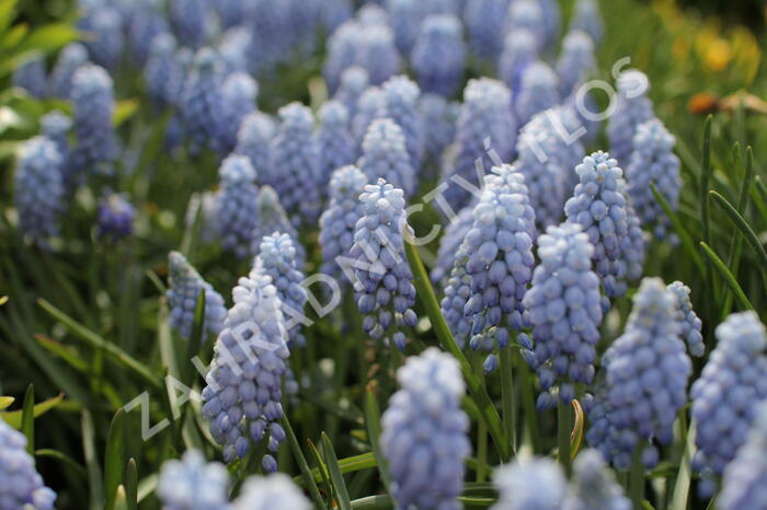 Modřenec arménský 'Valerie Finnis' - Muscari armeniacum 'Valerie Finnis'