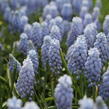Modřenec arménský 'Valerie Finnis' - Muscari armeniacum 'Valerie Finnis'