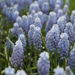 Modřenec arménský 'Valerie Finnis' - Muscari armeniacum 'Valerie Finnis'