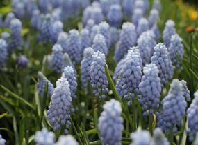 Modřenec arménský 'Valerie Finnis' - Muscari armeniacum 'Valerie Finnis'