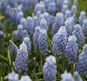 Modřenec arménský 'Valerie Finnis' - Muscari armeniacum 'Valerie Finnis'