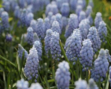 Modřenec arménský 'Valerie Finnis'