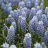 Muscari armeniacum 'Valerie Finnis'.JPG