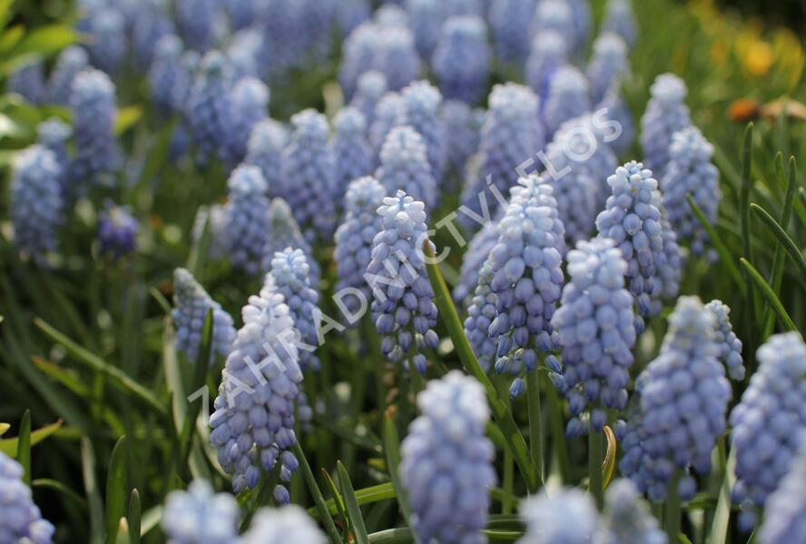 Modřenec arménský 'Valerie Finnis' - Muscari armeniacum 'Valerie Finnis'