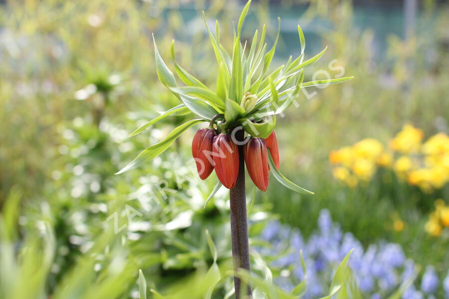 Řebčík královský 'Maxima Rubra' - Fritillaria imperialis 'Maxima Rubra'
