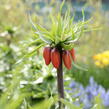 Řebčík královský 'Maxima Rubra' - Fritillaria imperialis 'Maxima Rubra'