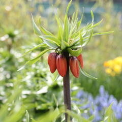 Řebčík královský 'Maxima Rubra' - Fritillaria imperialis 'Maxima Rubra'