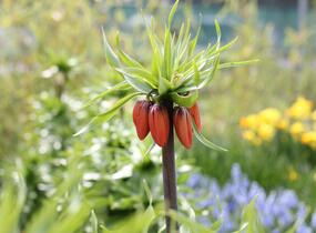 Řebčík královský 'Maxima Rubra' - Fritillaria imperialis 'Maxima Rubra'