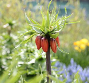 Řebčík královský 'Maxima Rubra' - Fritillaria imperialis 'Maxima Rubra'
