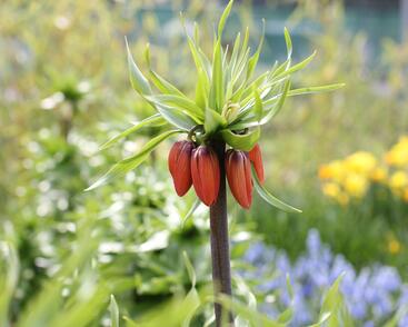 Řebčík královský 'Maxima Rubra'