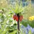 Fritillaria imperialis 'Maxima Rubra'.JPG