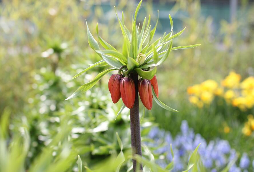 Řebčík královský 'Maxima Rubra' - Fritillaria imperialis 'Maxima Rubra'