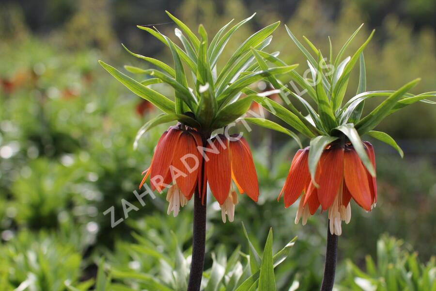 Řebčík královský 'Aurora' - Fritillaria imperialis 'Aurora'
