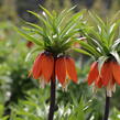 Řebčík královský 'Aurora' - Fritillaria imperialis 'Aurora'