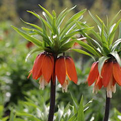 Řebčík královský 'Aurora' - Fritillaria imperialis 'Aurora'